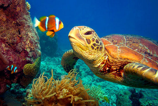 Great Barrier Reef Scuba Diving Sea Turtles